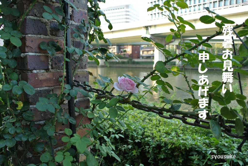 2013/08/13　中之島公園にて Nikon1 V1 1NIKKOR 10㎜ 